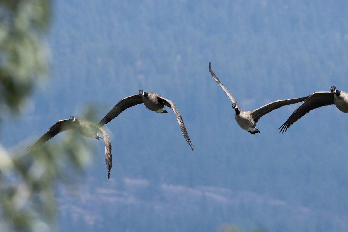 Canada Goose - ML646816534