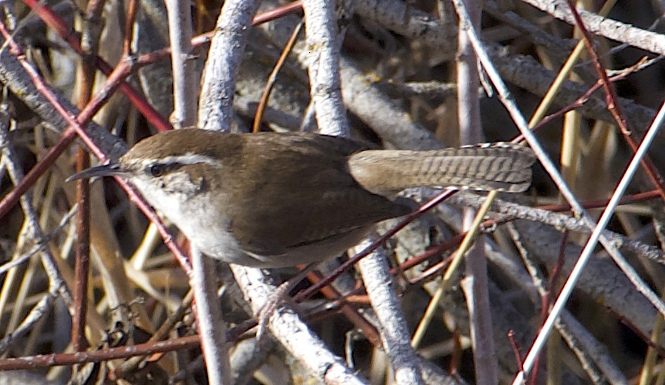 シロハラミソサザイ - ML646816535