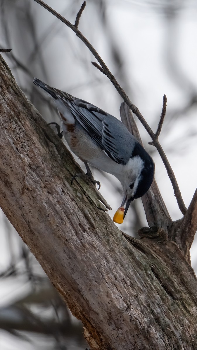 Trepador Pechiblanco - ML646816536