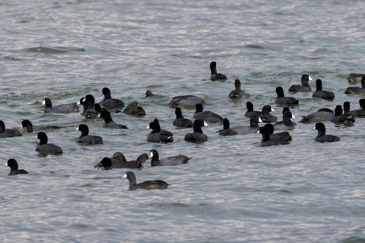 American Coot - ML646816537