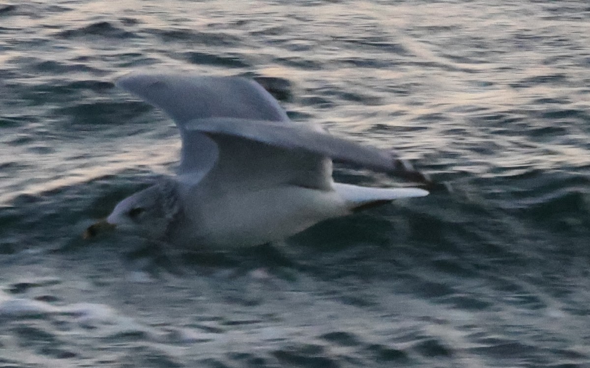 Мартин делаверський - ML646816538