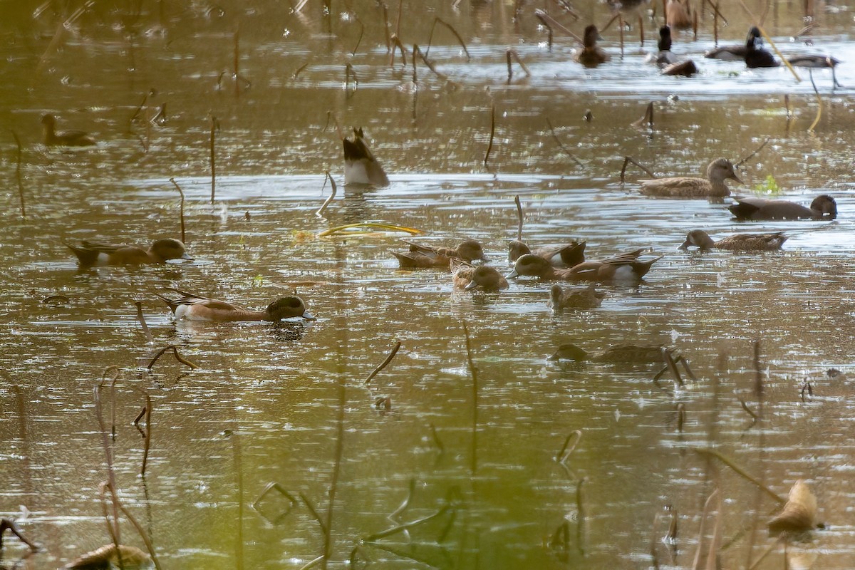 Gadwall - ML646816539