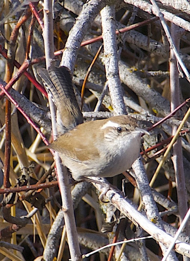 シロハラミソサザイ - ML646816541