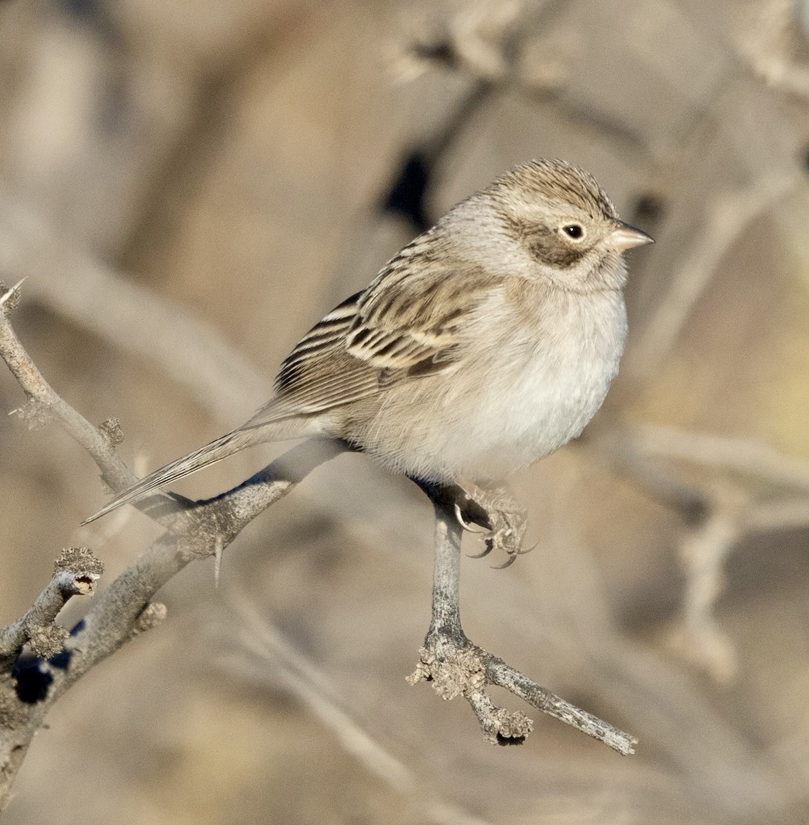 Brewer Serçesi - ML646816543