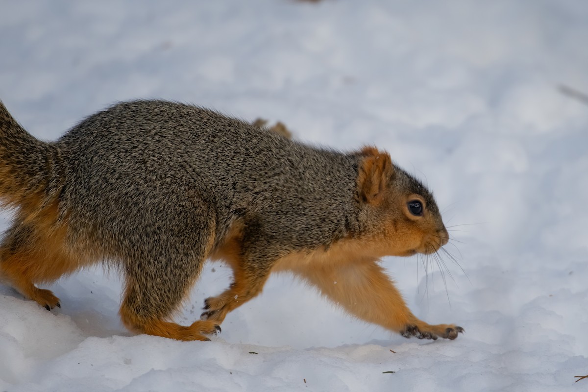 Ardillas y parientes - ML646816545