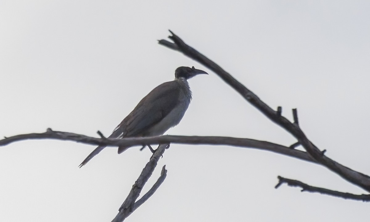 Noisy Friarbird - ML646816546