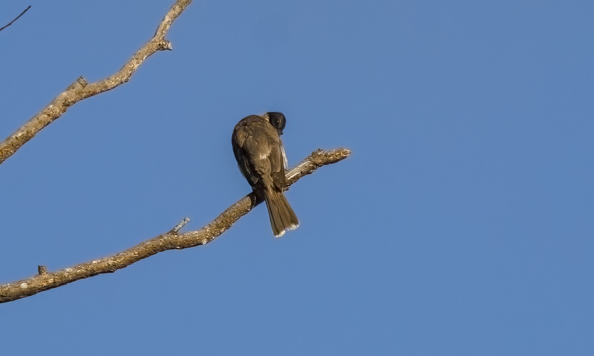 Noisy Friarbird - ML646816547