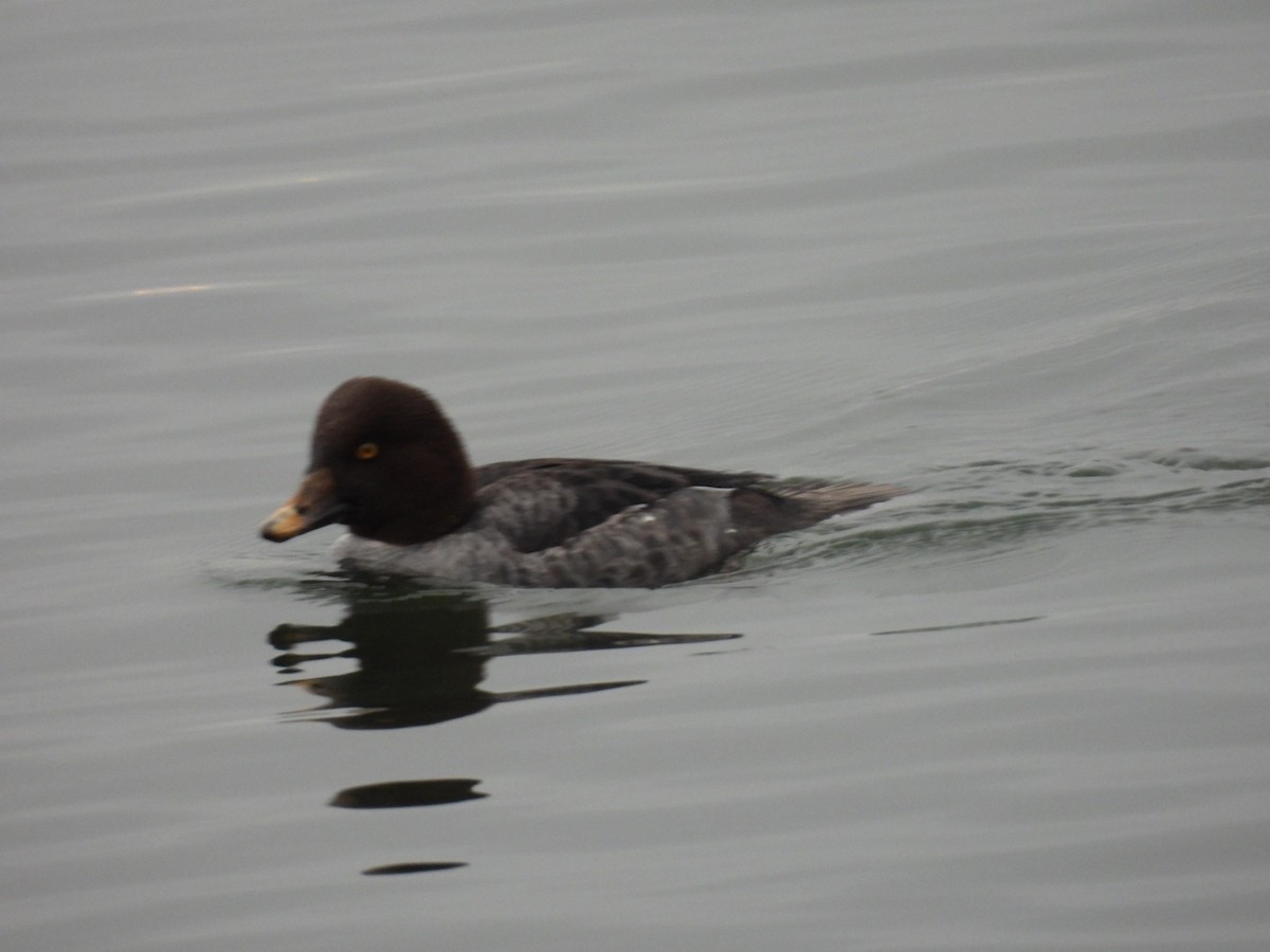 Common Goldeneye - ML646816548
