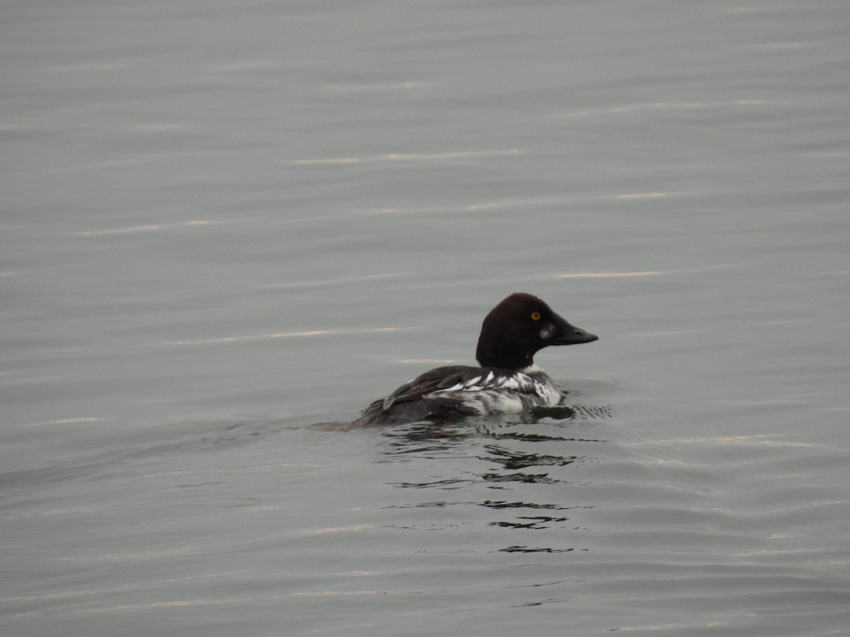 Common Goldeneye - ML646816549