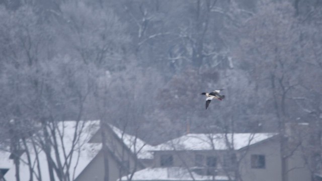 Smergo maggiore - ML646816550