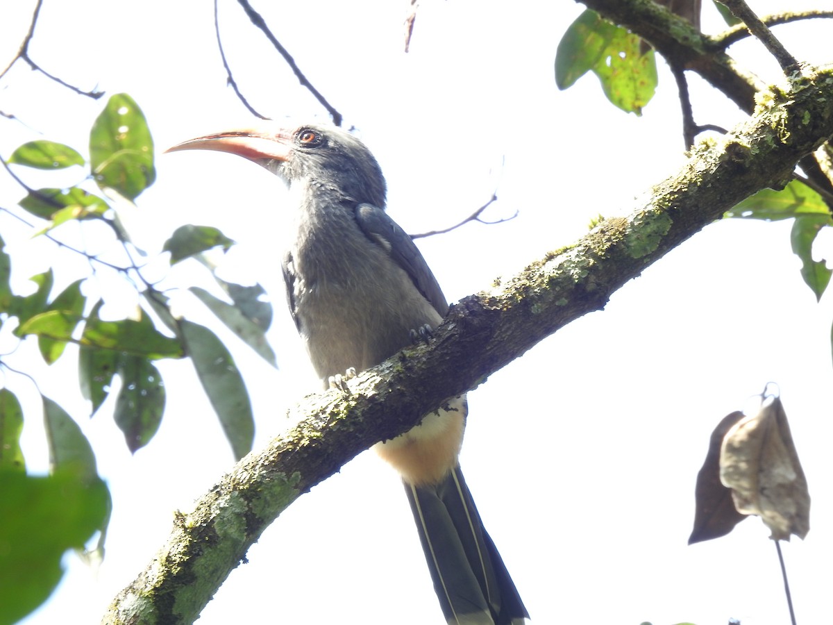 zoborožec indický - ML646816551