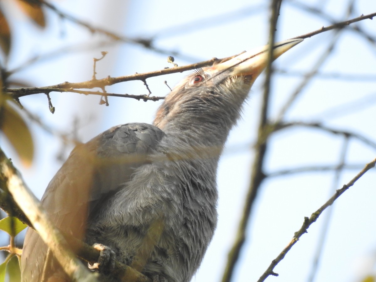 zoborožec indický - ML646816552