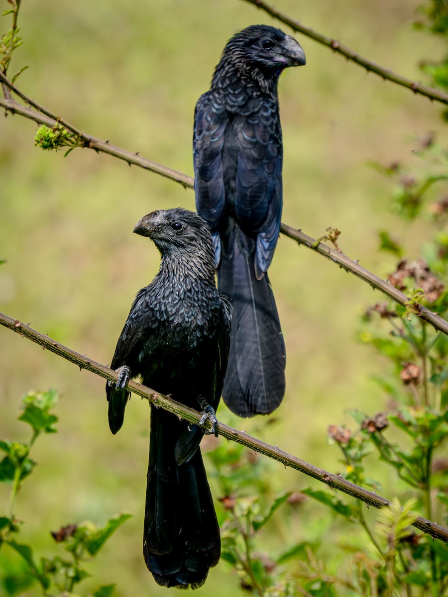 Düz Gagalı Ani - ML646816554