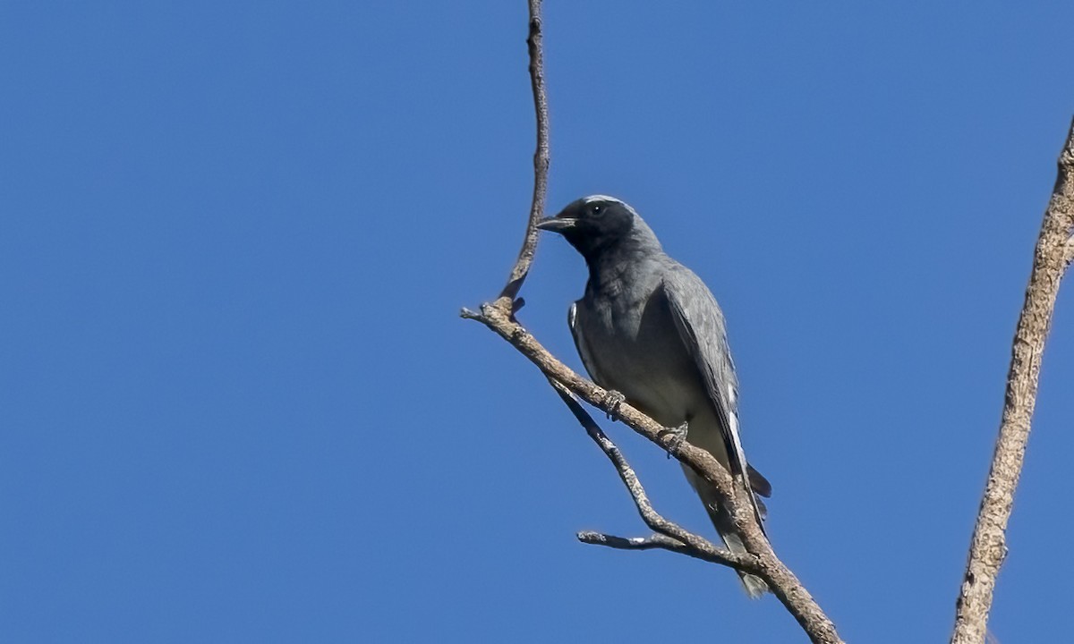 Black-faced Cuckooshrike - ML646816555