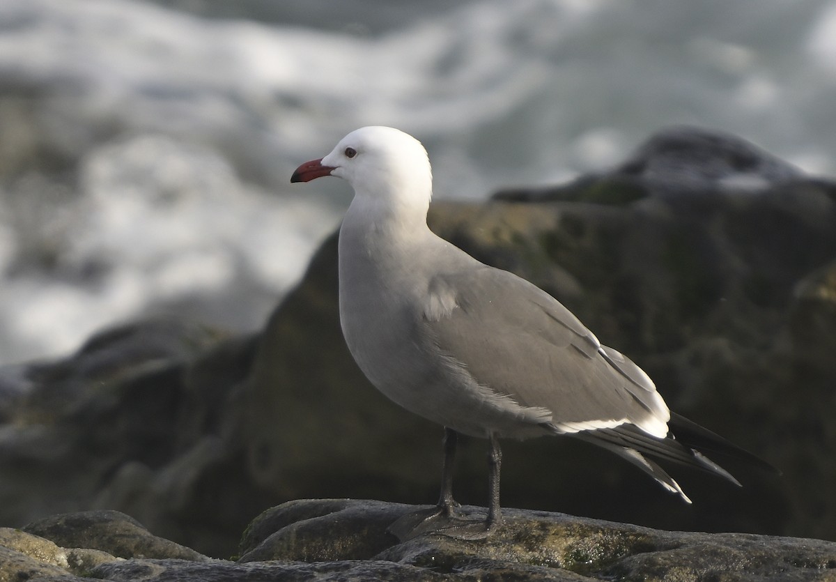 Heermann's Gull - ML646816557