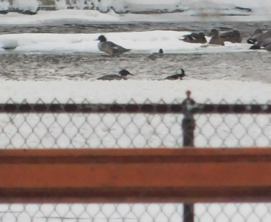 Hooded Merganser - ML646816558