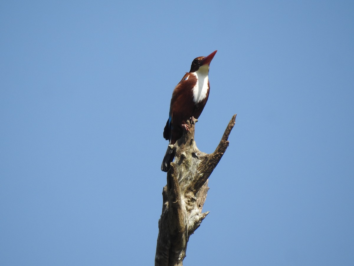 ledňáček hnědohlavý - ML646816560