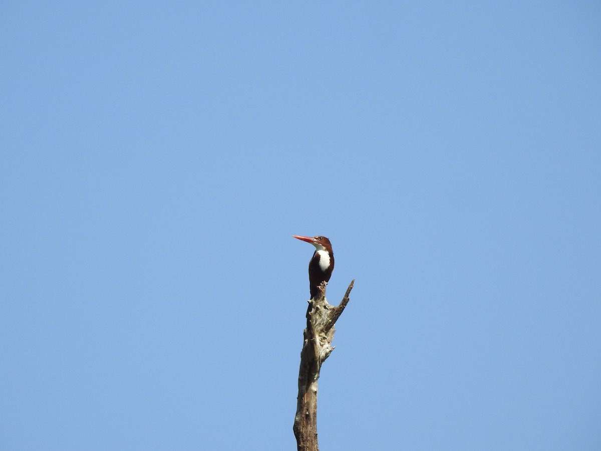 ledňáček hnědohlavý - ML646816561