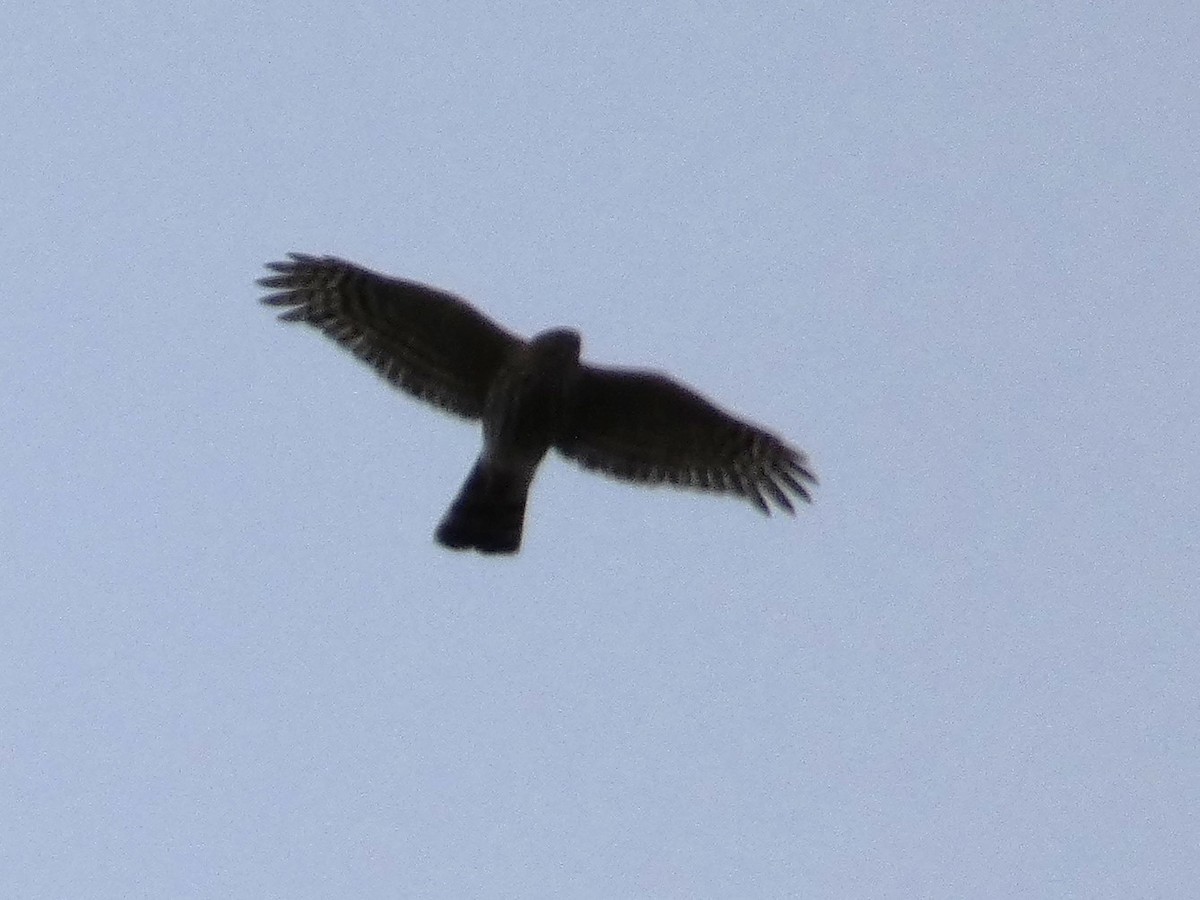 Eckschwanzsperber [velox-Gruppe] - ML646816562