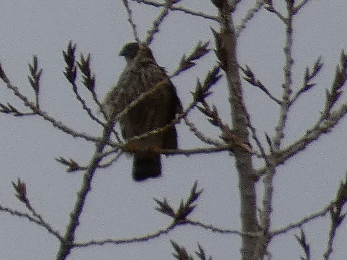 Eckschwanzsperber [velox-Gruppe] - ML646816563