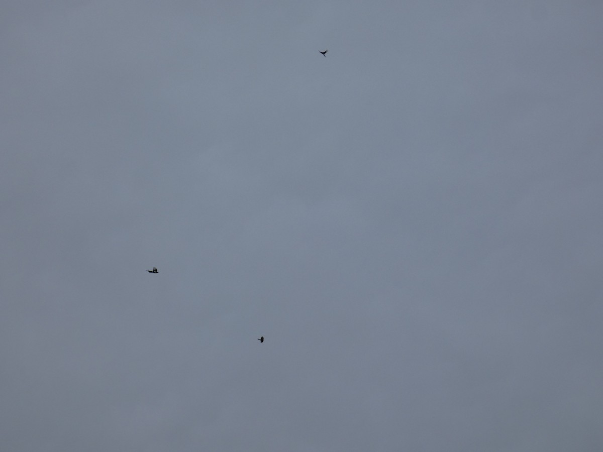 Eckschwanzsperber [velox-Gruppe] - ML646816565