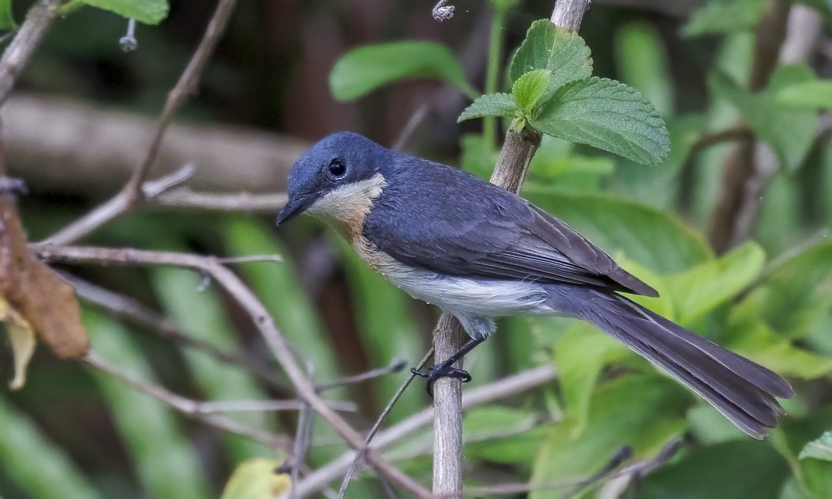 Leaden Flycatcher - ML646816566