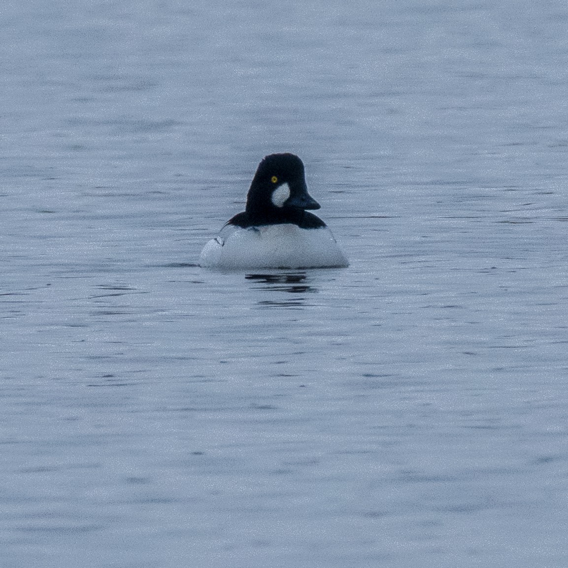 Common Goldeneye - ML646816570