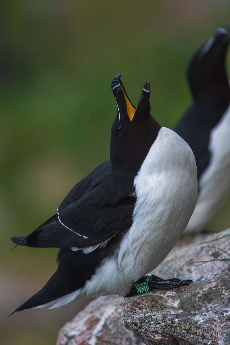 オオハシウミガラス - ML646816571