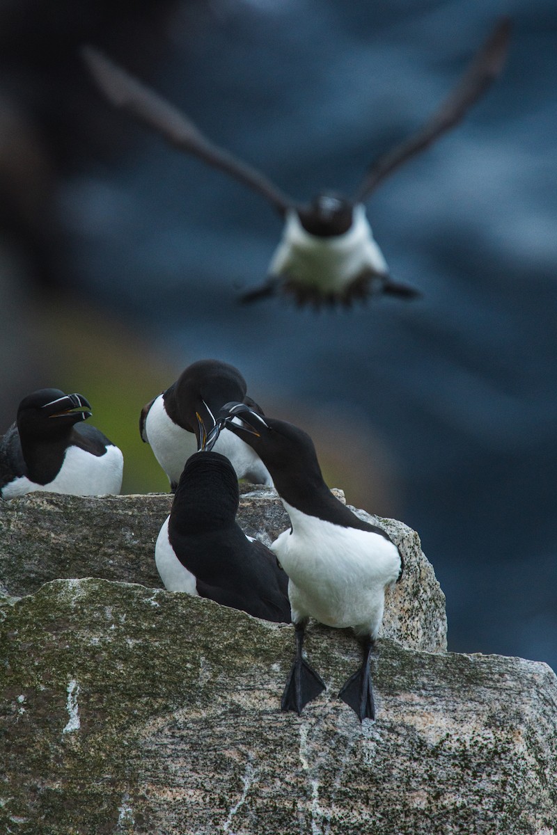 オオハシウミガラス - ML646816572