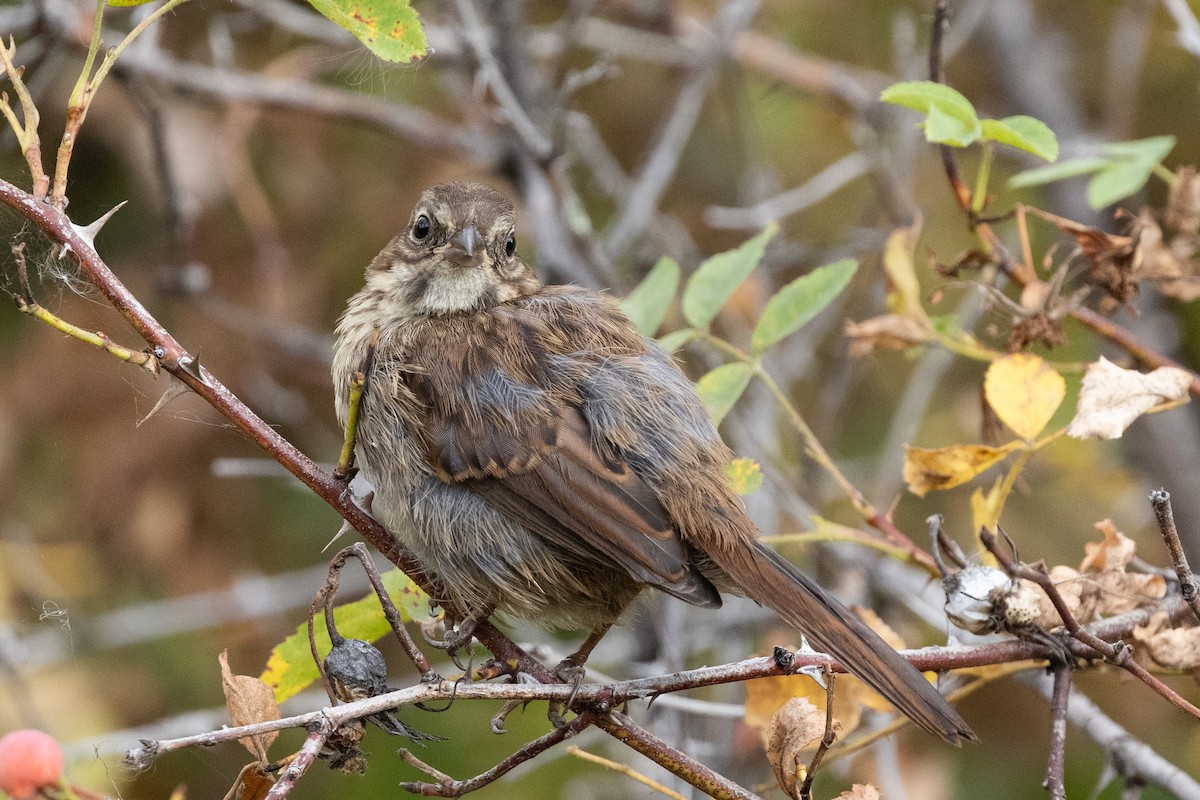 Song Sparrow - ML646816579