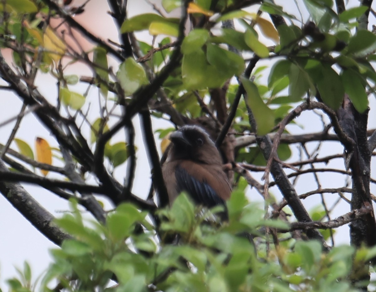 Gray Treepie - ML646816582