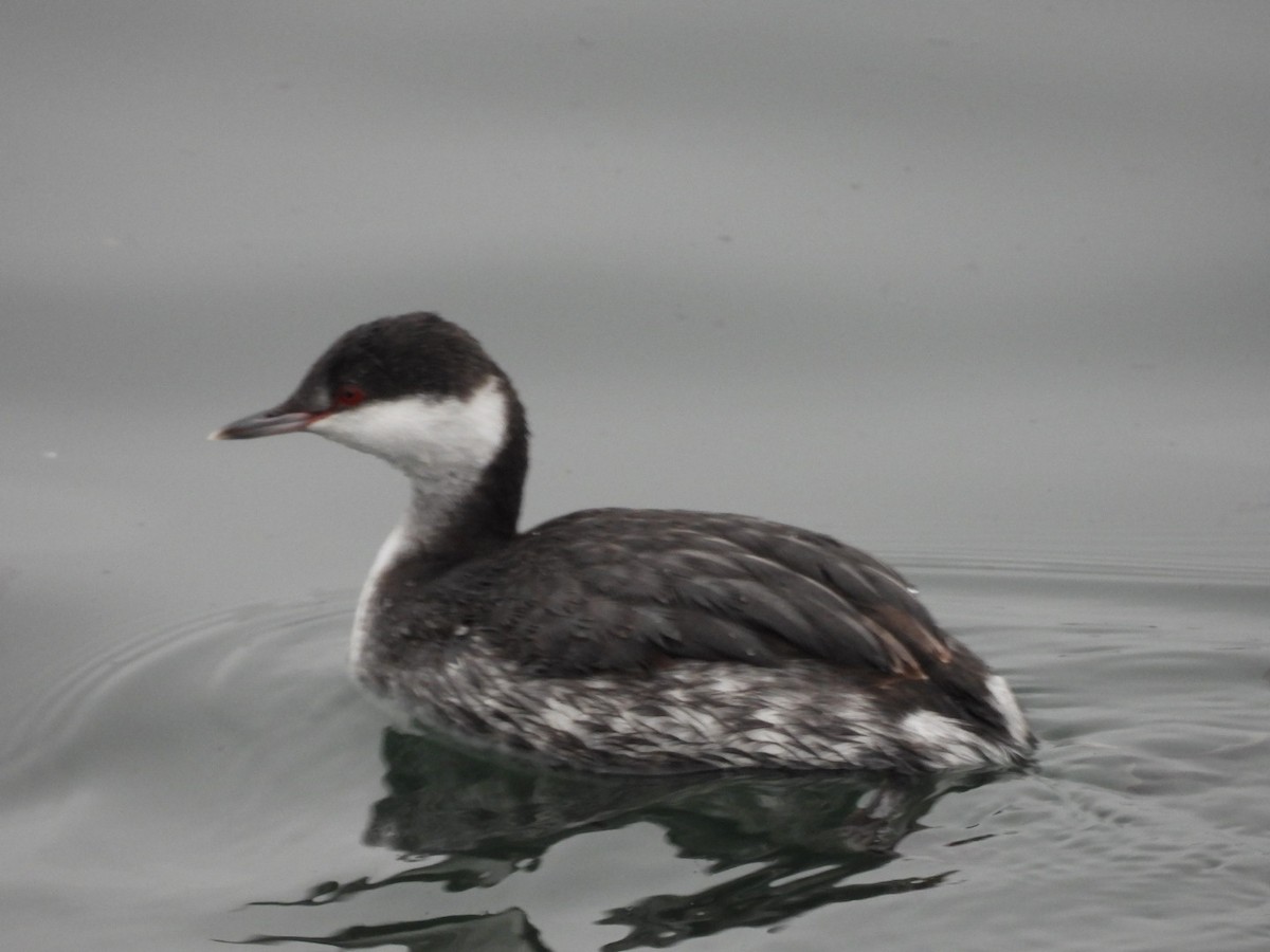 Horned Grebe - ML646816583