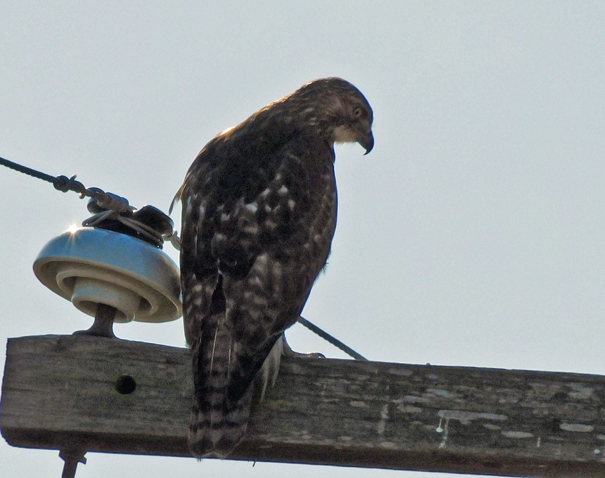 Канюк рудоплечий - ML646816585