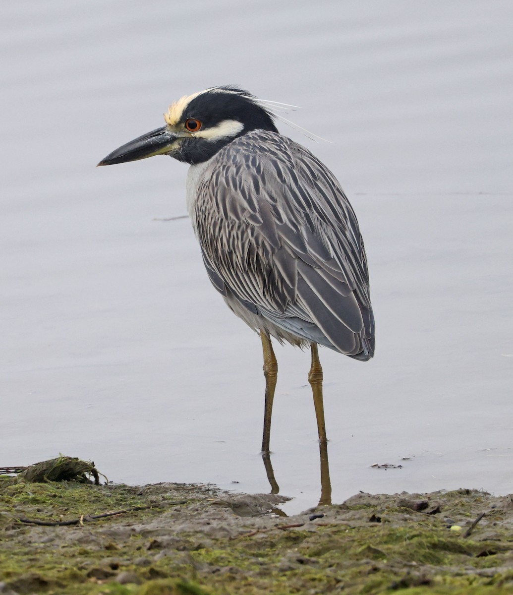 Крабовая кваква - ML646816586