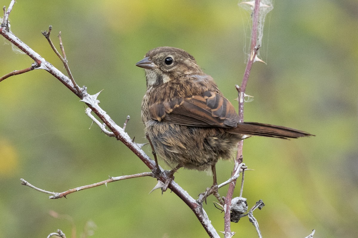 Song Sparrow - ML646816587