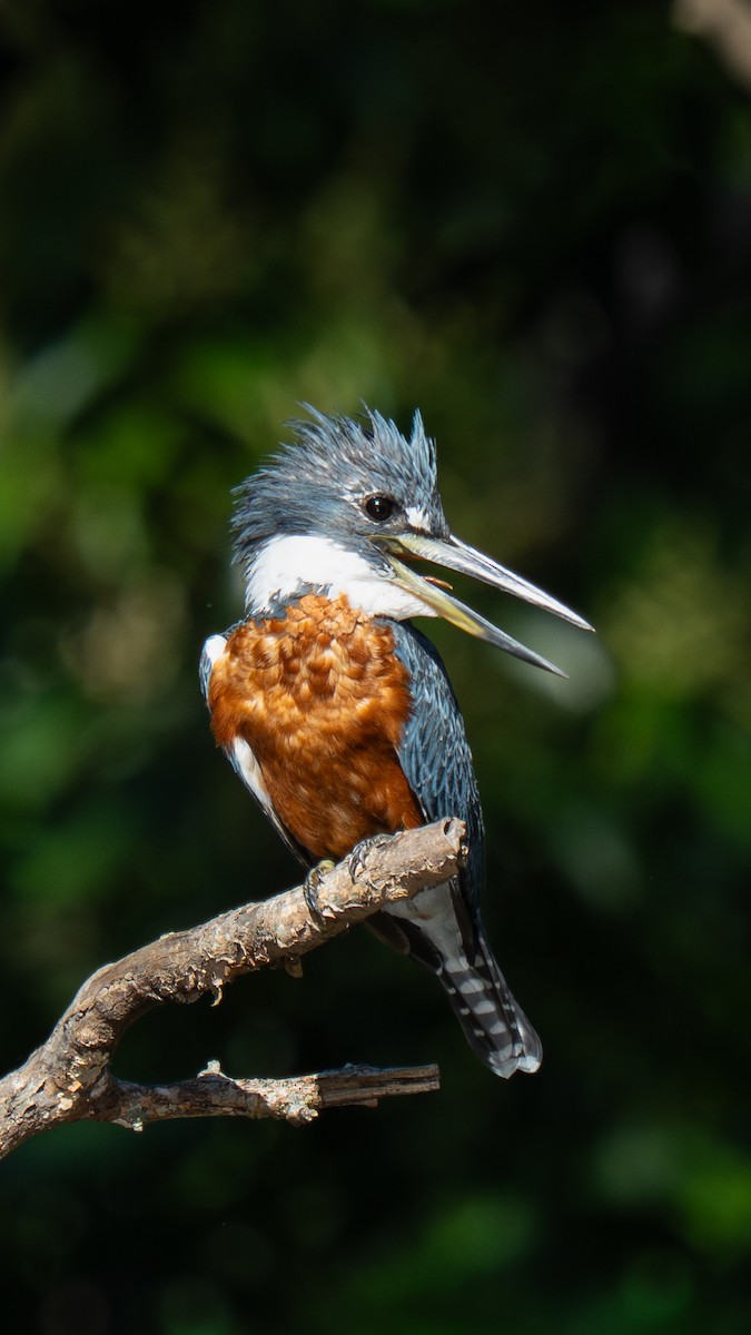 Красногрудый зимородок - ML646816589