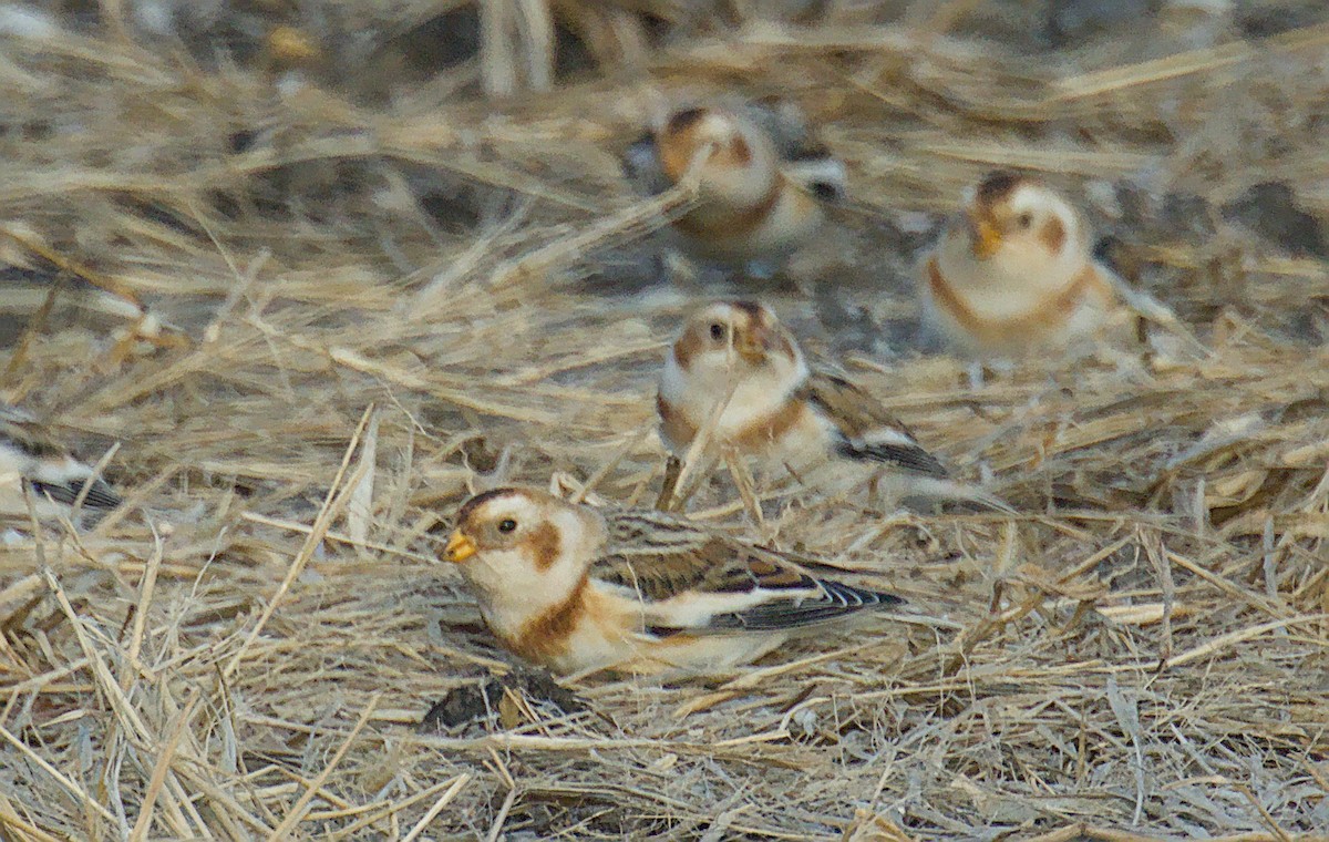 Цасч хөмрөг - ML646816592