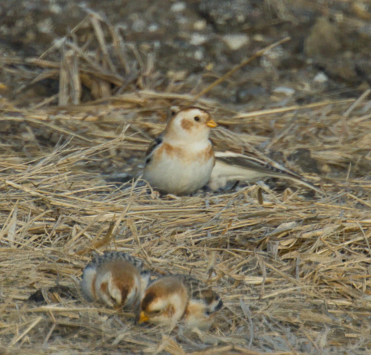 Цасч хөмрөг - ML646816593