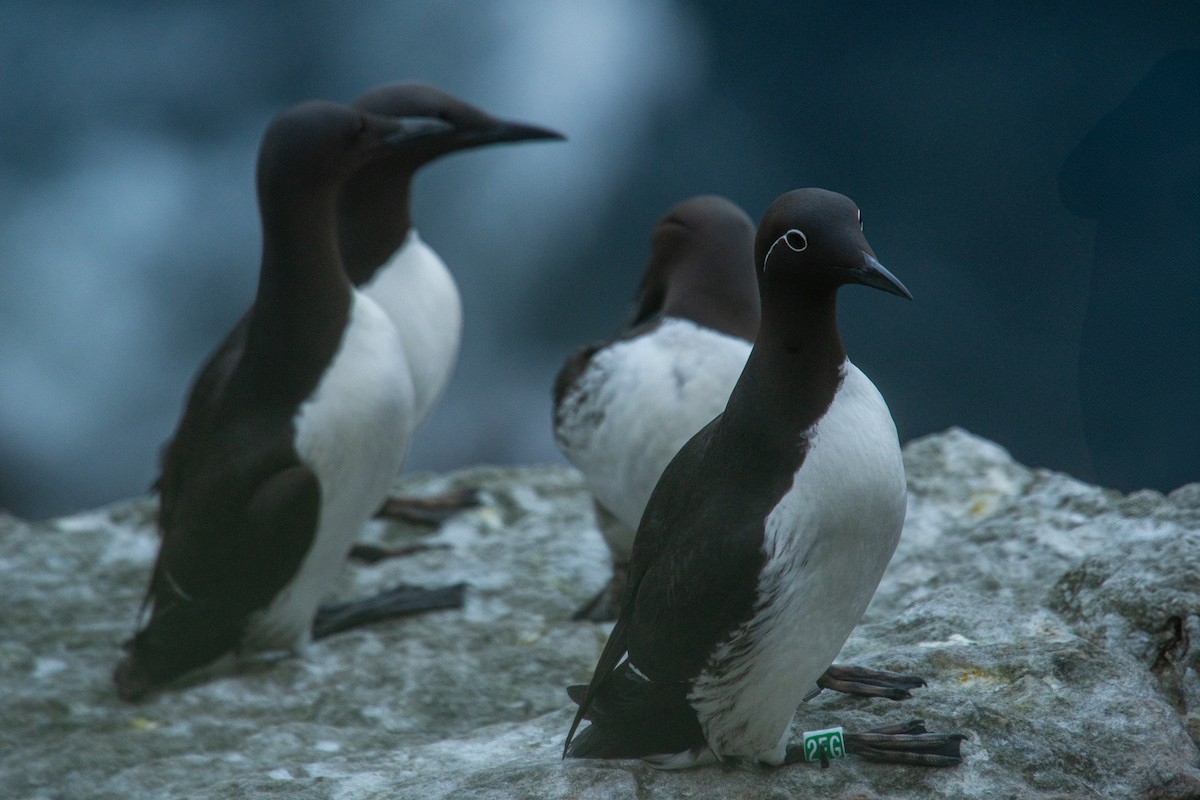 Arao Común - ML646816598