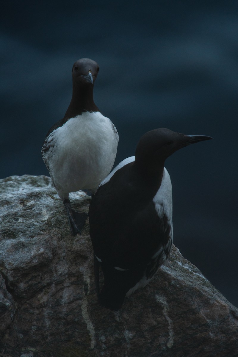 Arao Común - ML646816599