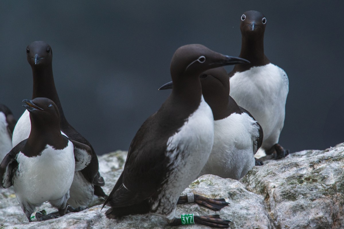 Arao Común - ML646816600