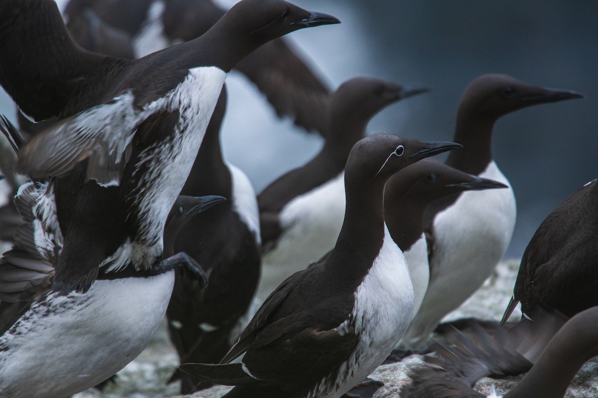 Arao Común - ML646816601