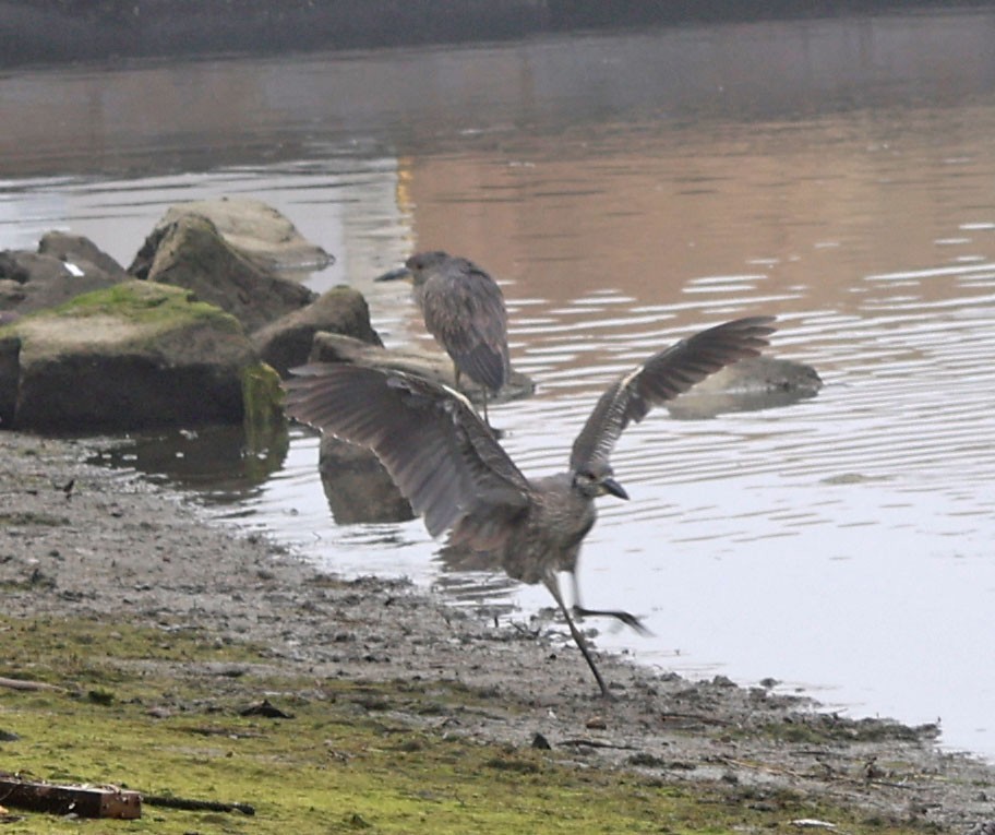 Крабовая кваква - ML646816602