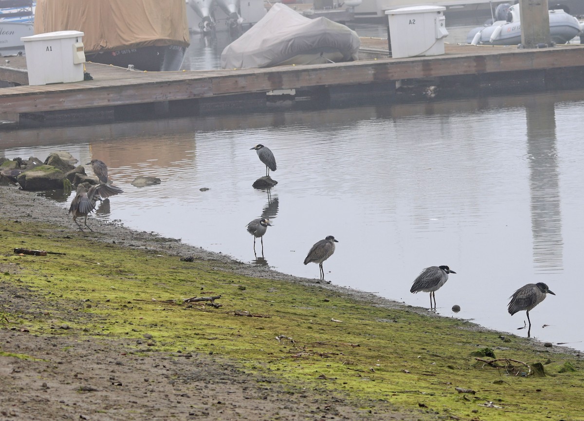 Крабовая кваква - ML646816603