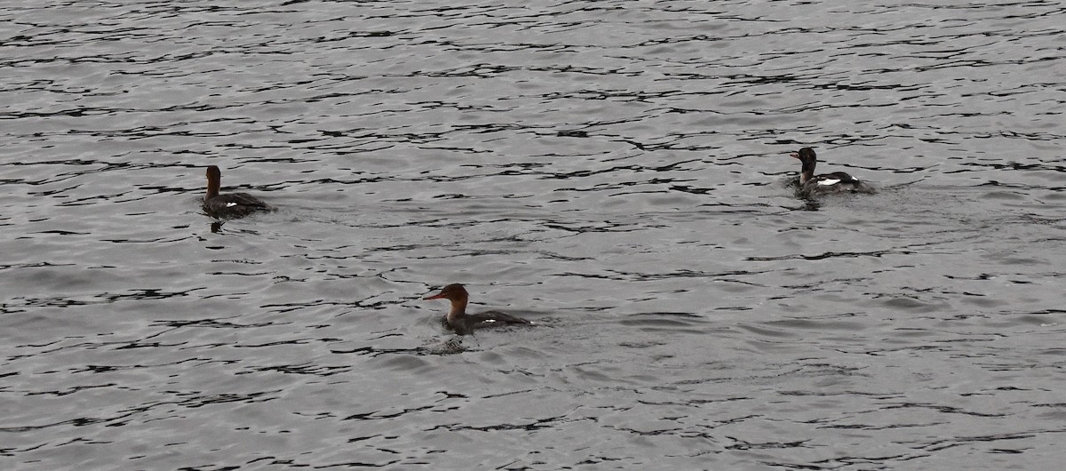 Zerra ertaina - ML646816607