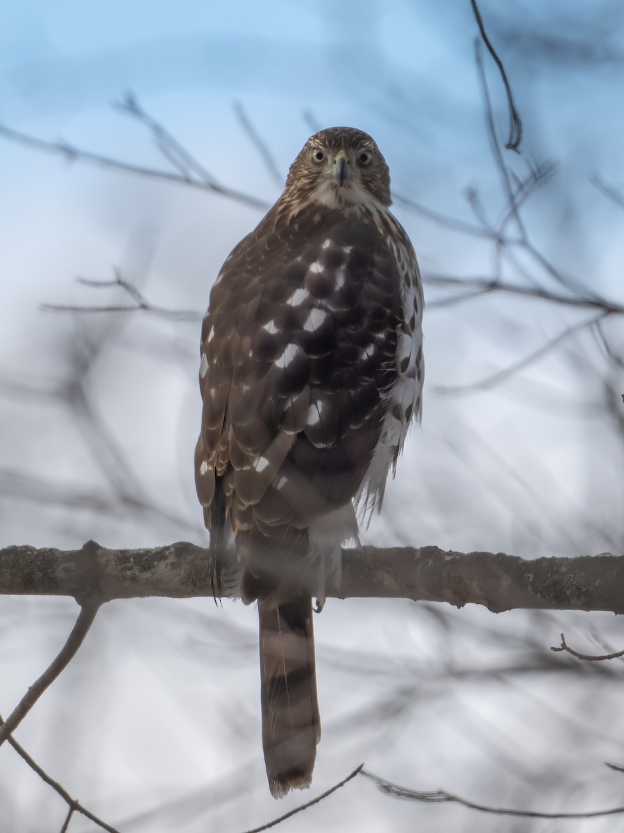 Gavilán de Cooper - ML646816608