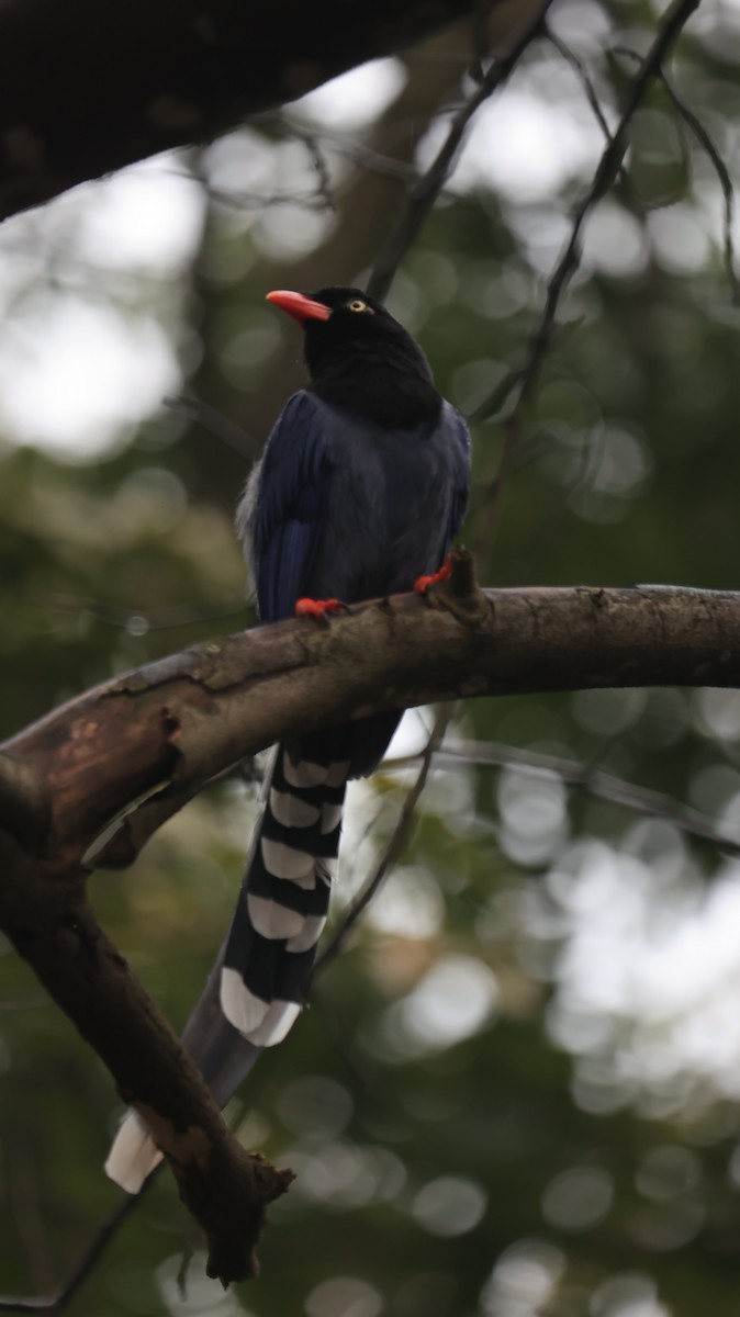 Taiwan Blue-Magpie - ML646816612