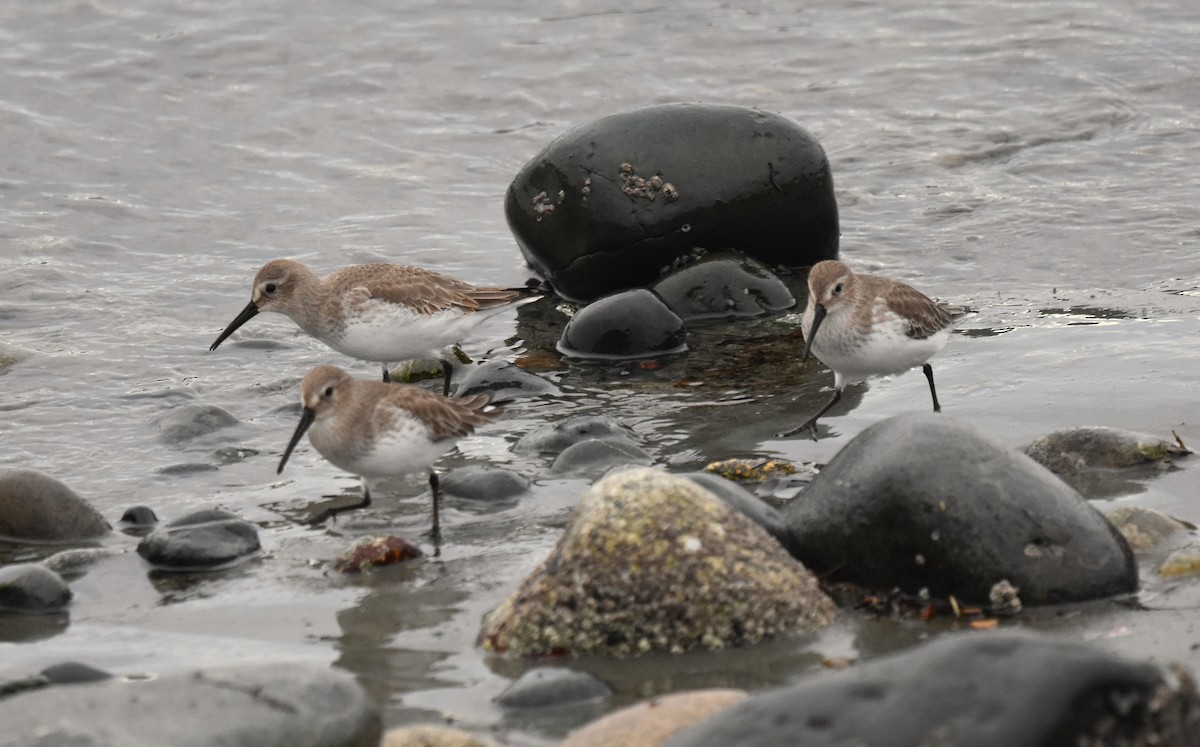 Txirri arrunta - ML646816613