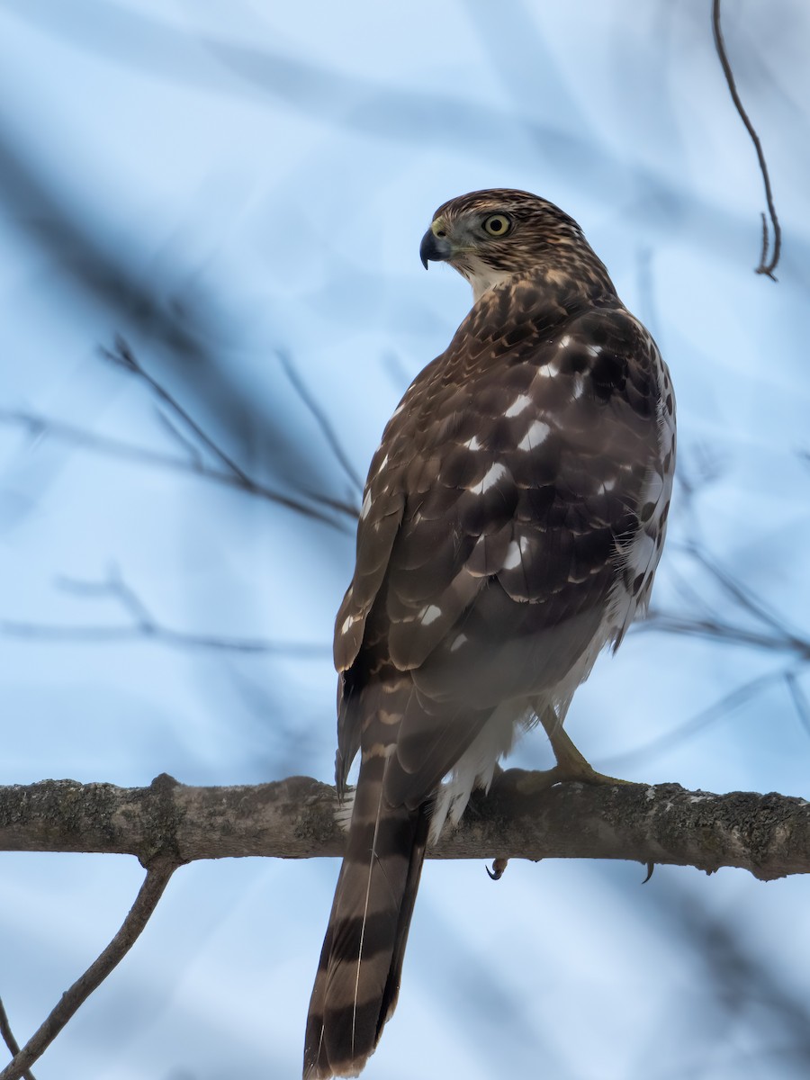 Gavilán de Cooper - ML646816614