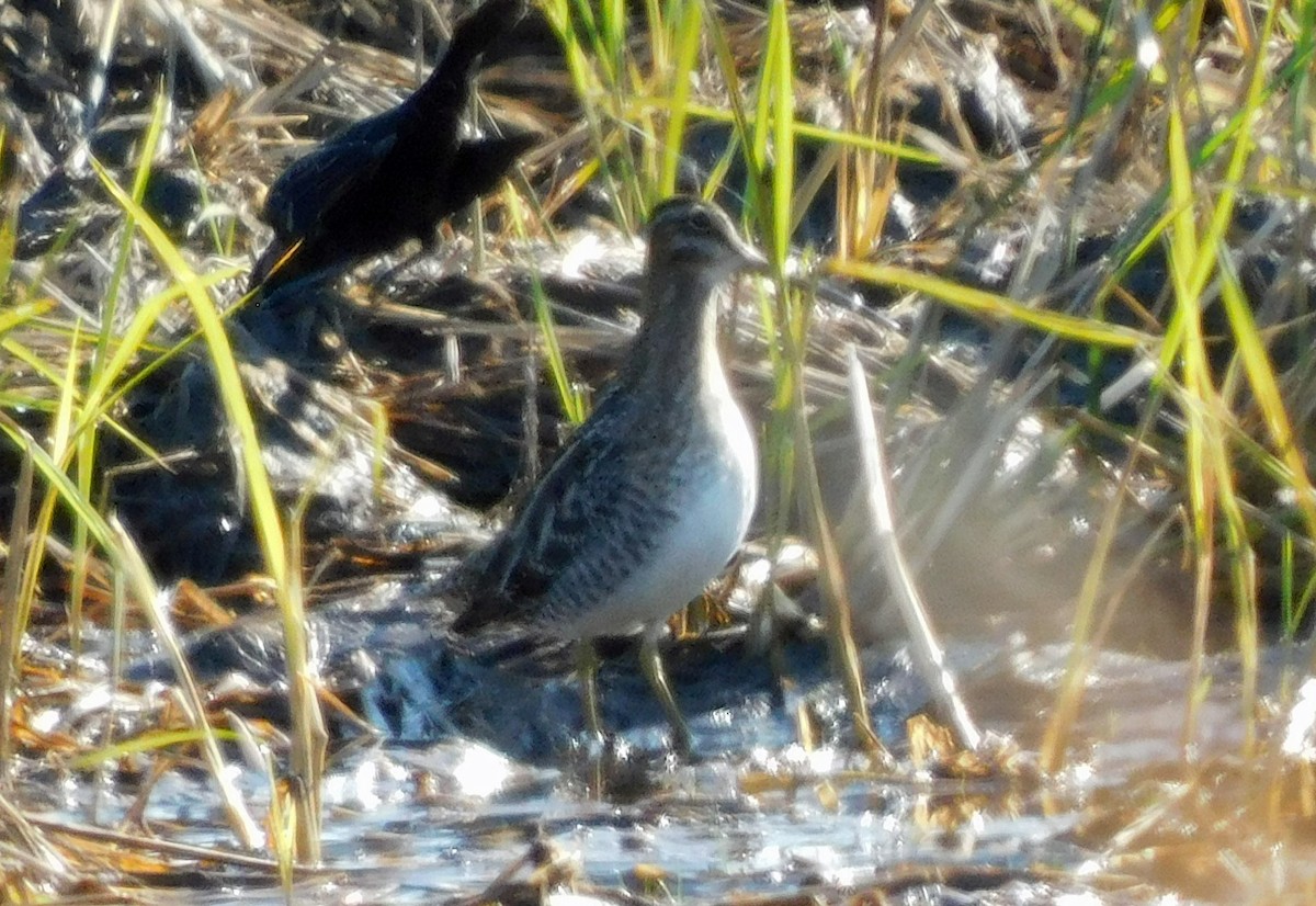 Баранець американський - ML646816615